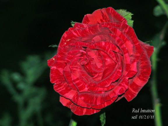 Red Intuition